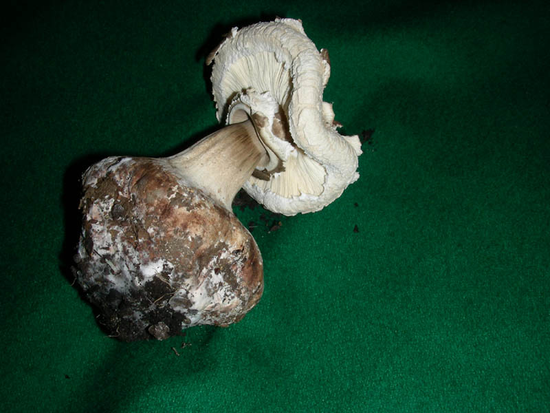 Macrolepiota sp. fotog. 28.11.08