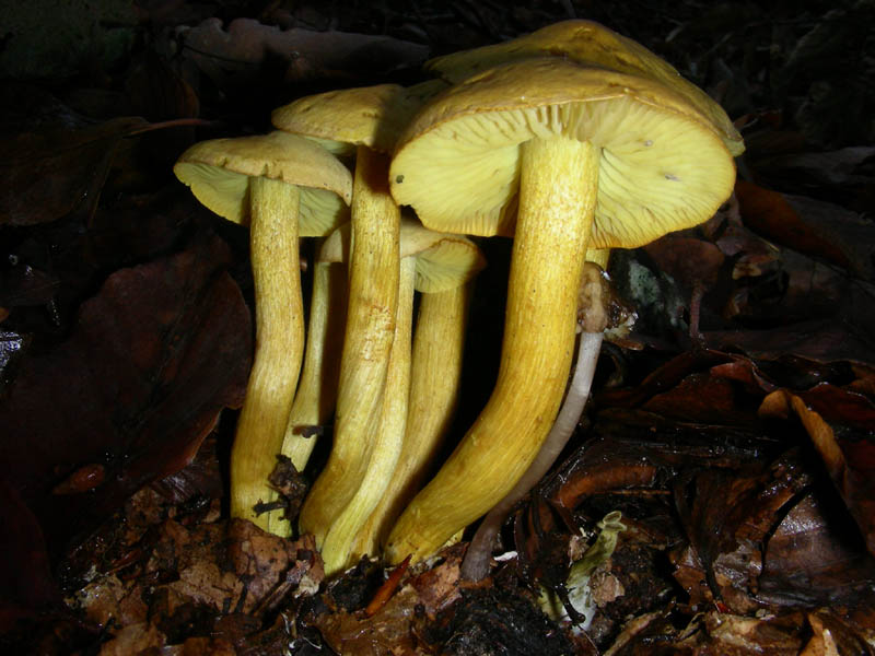 Tricholoma sulphureum fotog. 09.12.08.