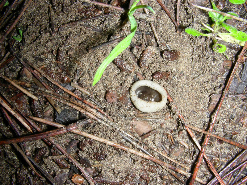 Altro ritrovamento del 29.12.09.