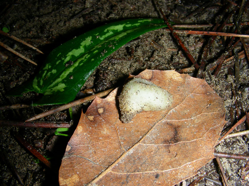 Altro ritrovamento del 29.12.09.