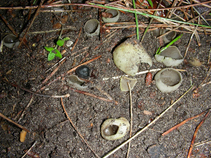 Altro ritrovamento del 29.12.09.