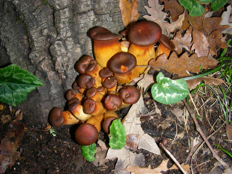Omphalotus olearius