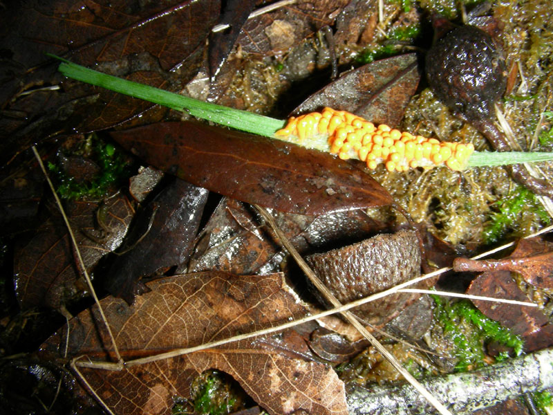 Da determinare fotog. il 29.12.09.