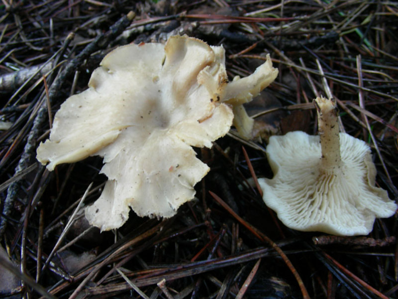 Clitocybe fotog.il 12.01.10