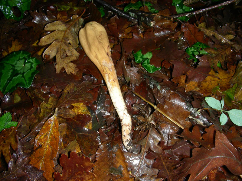 Clavariadelphus pistillaris 16.12.08.