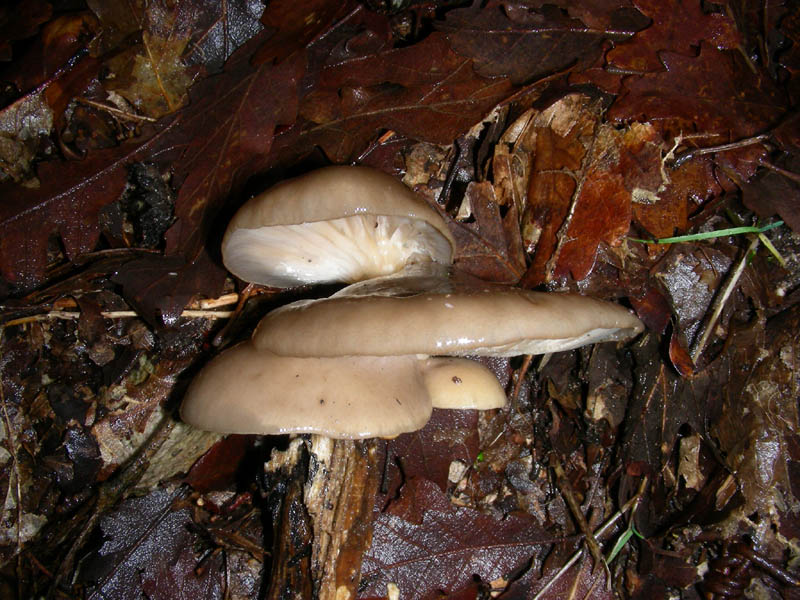 Pleurotus ostreatus 16.12.08.