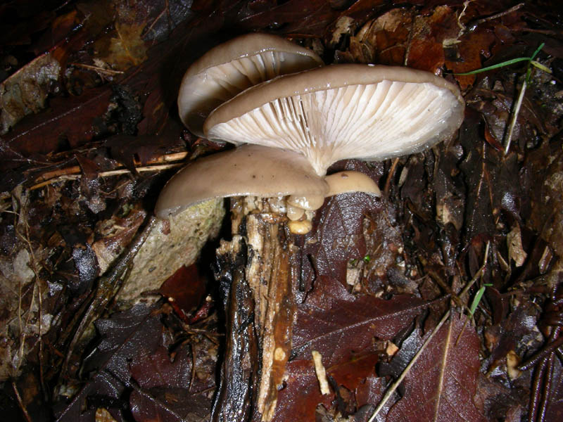 Pleurotus ostreatus 16.12.08.