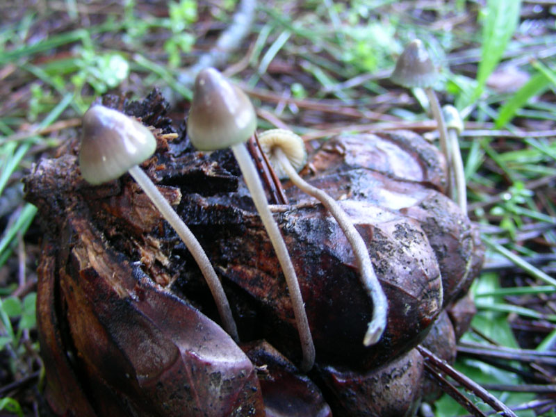 Mycena ?? fotog. il 12.01.2010.