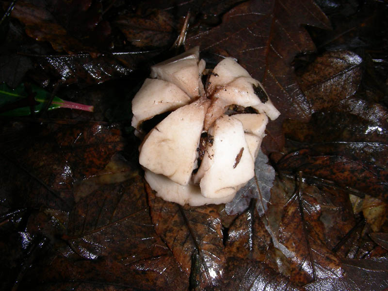Geastrum triplex 16.12.08.