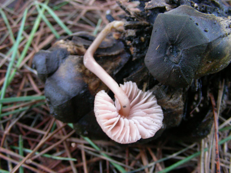 Altra mycena fotog il 12.01.10.