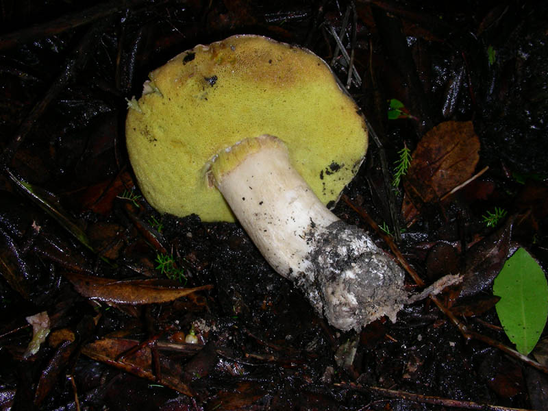 Boletus edulis var.personii