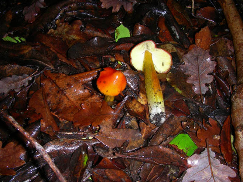 Hygrocybe conica fotog.16.12.08.