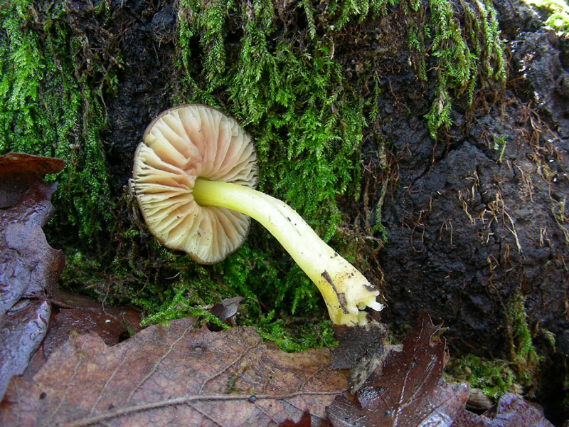 Pluteus romellii fotog.il12.01.2010