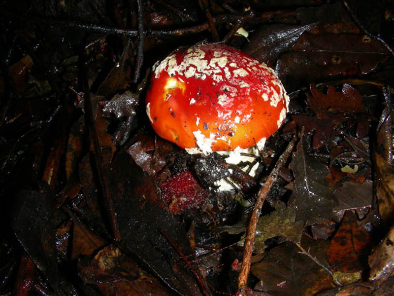 Amanita muscaria 16.12.08.