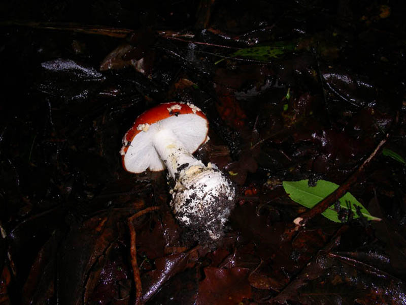 Amanita muscaria 16.12.08.