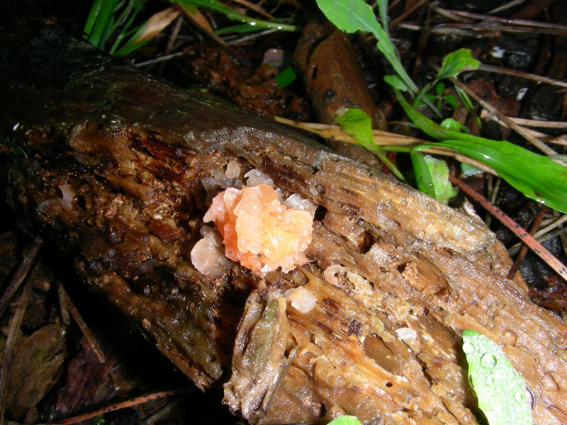 Ritrovamento del 15.01.10