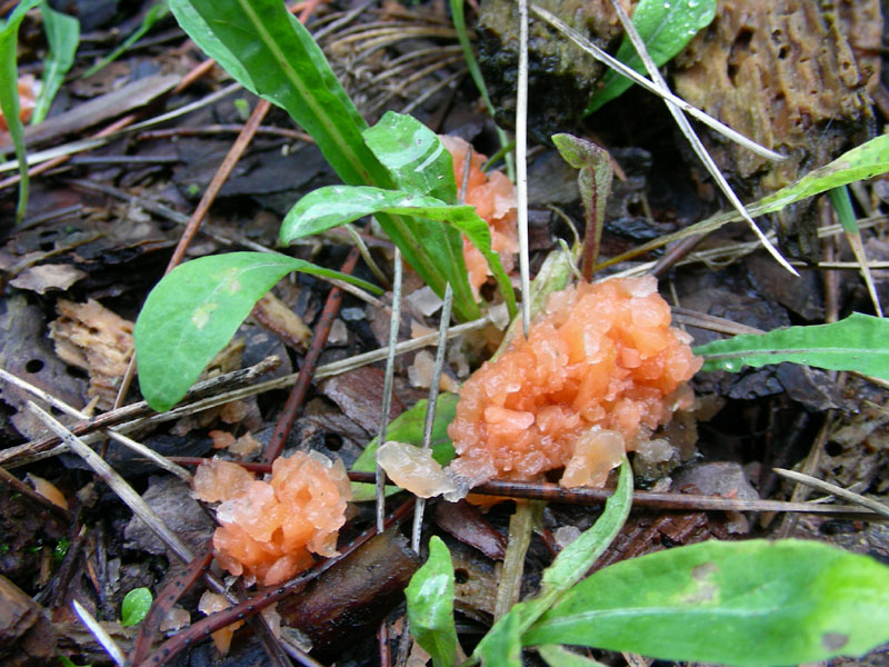 Ritrovamento del 15.01.10