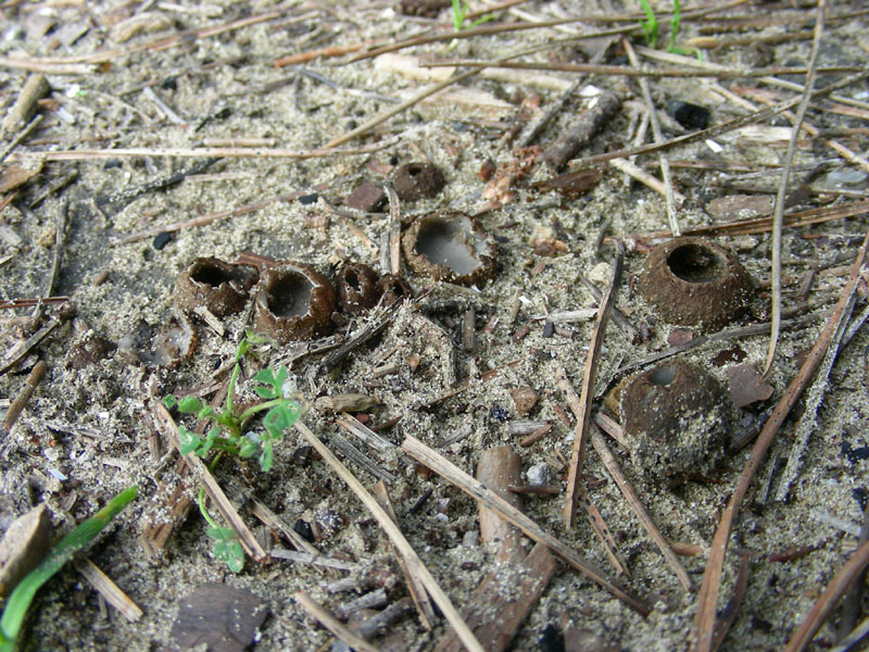 Altre coppette fotografate il15.01.10.