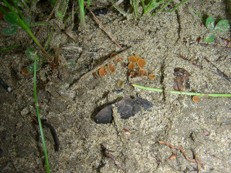 Ascomicete da determinare con microscopia 15.01.10.