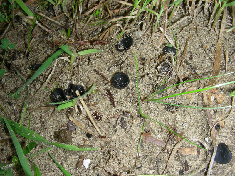 Piccole coppette nere fotog.il 15.01.10.