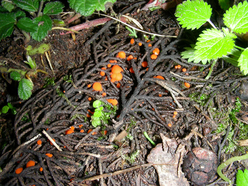 Nuovo ritrovamento15.01.10