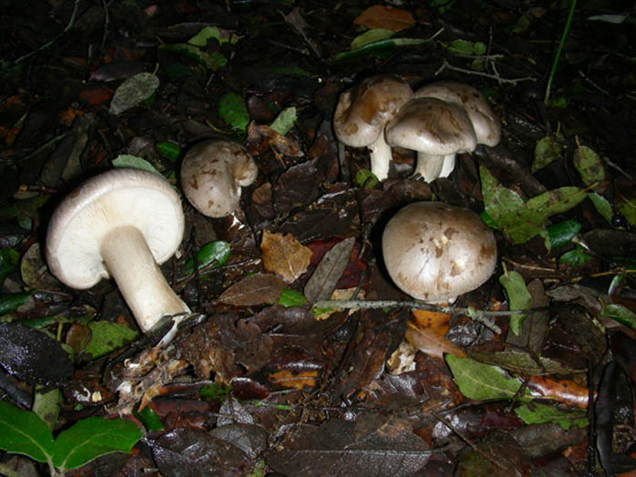 Clitocybe nebularis 19.12.08.