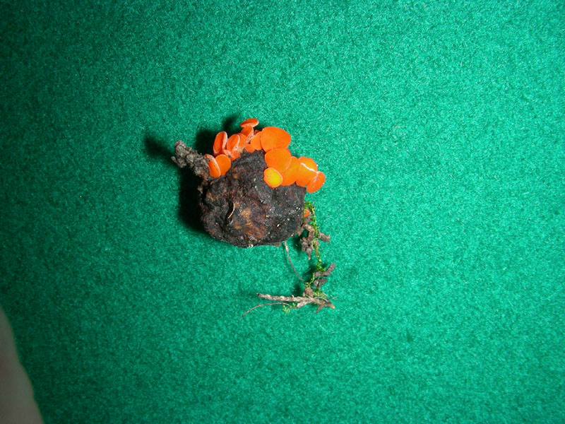 Altro ritrovamento 15.01.10.