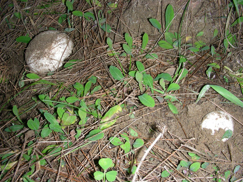 Agaricus fotog.il 19.01.2010