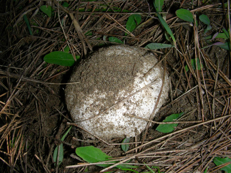 Agaricus fotog.il 19.01.2010