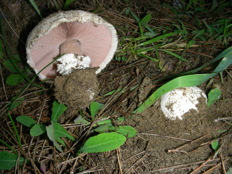 Agaricus fotog.il 19.01.2010