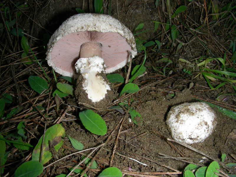 Agaricus fotog.il 19.01.2010