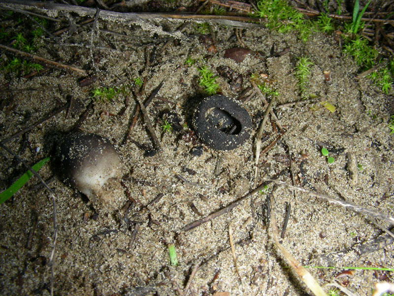 Ritrovamento del 19.01.2010.