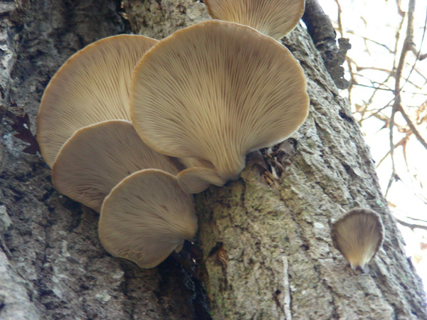 Pleurotus ostreatus.