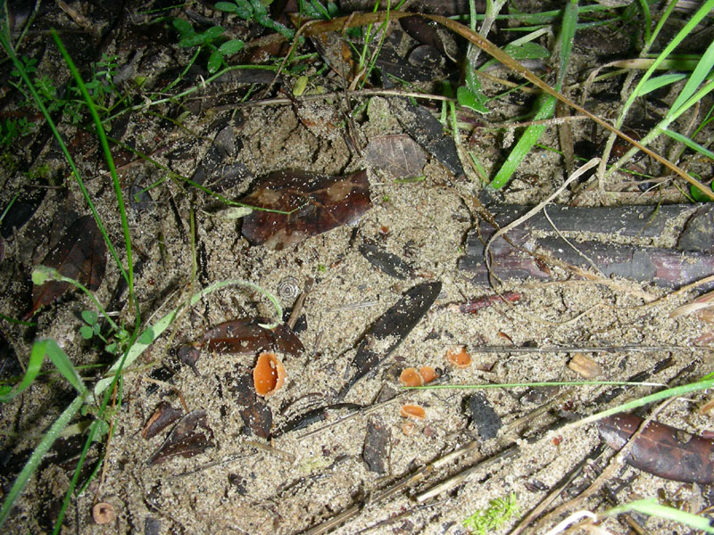 Piccole coppette fotog.il 19.01.2010.