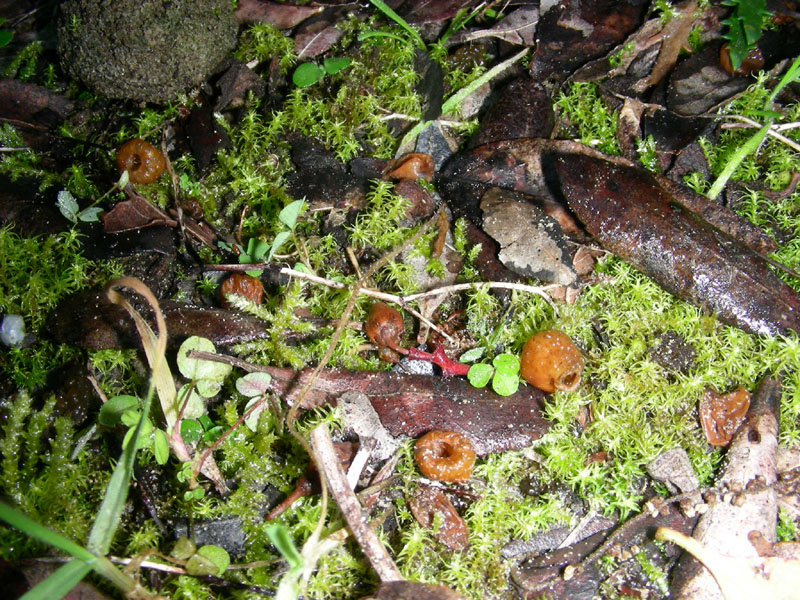 Strane coppette fotog. il19.01.2010