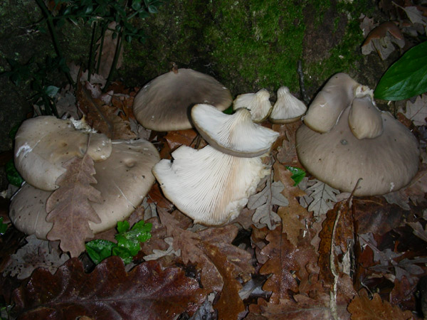 Pleurotus ostreatus.
