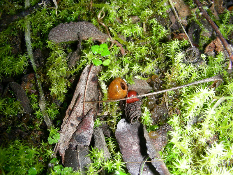 Strane coppette fotog. il19.01.2010