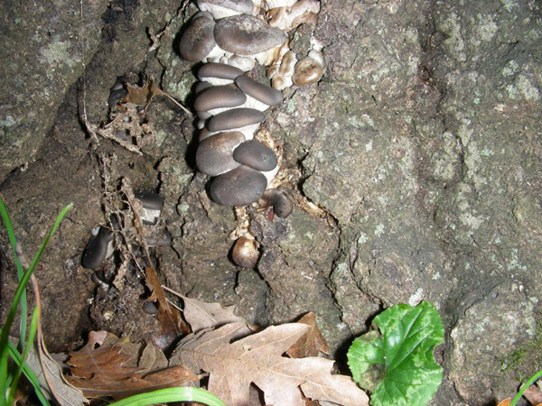 Pleurotus ostreatus.
