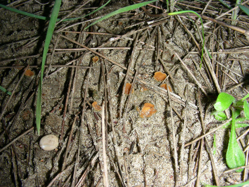 Piccole coppette fotog.il 19.01.2010.