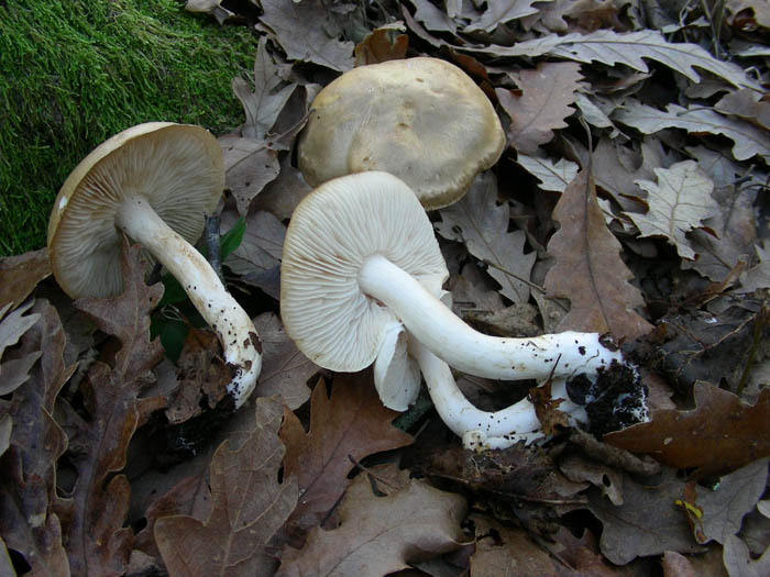 Due funghi da determinare