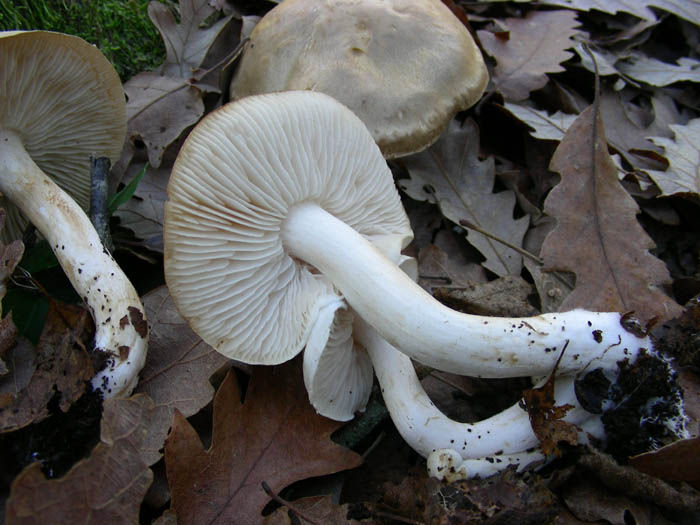 Due funghi da determinare