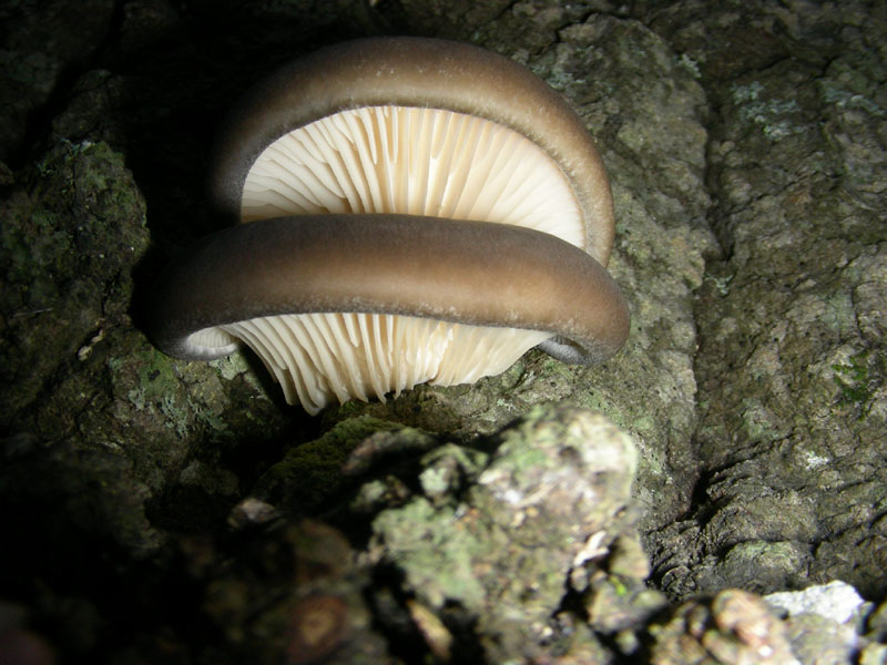 Pleurotus ostreatus fotog.22.01.10