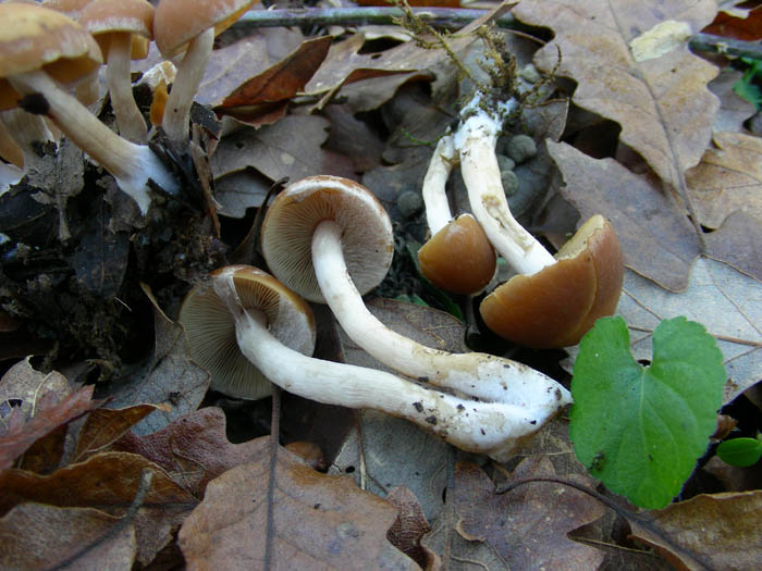 Due funghi da determinare