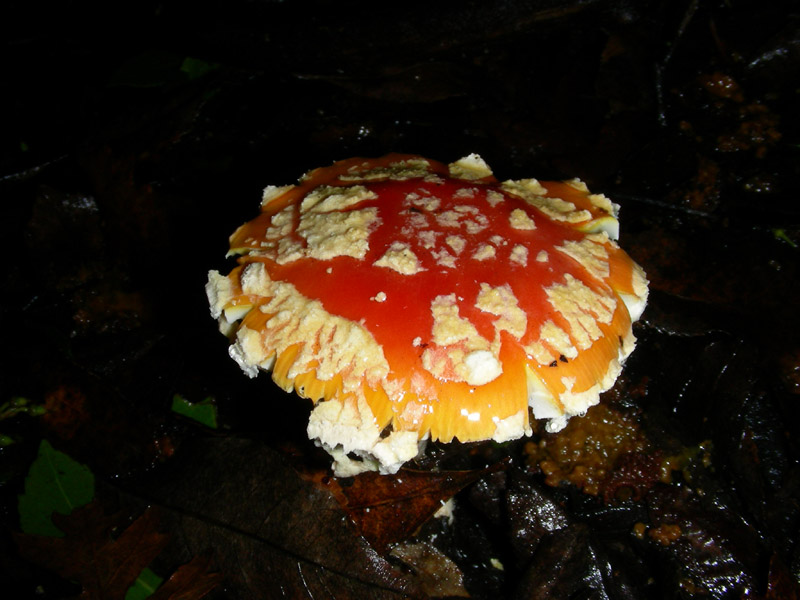 Amanita muscaria 16.12.08.