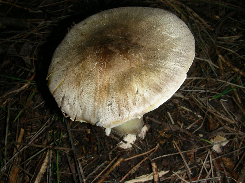Agaricus fotog.il 22.01.2010 litorale marino