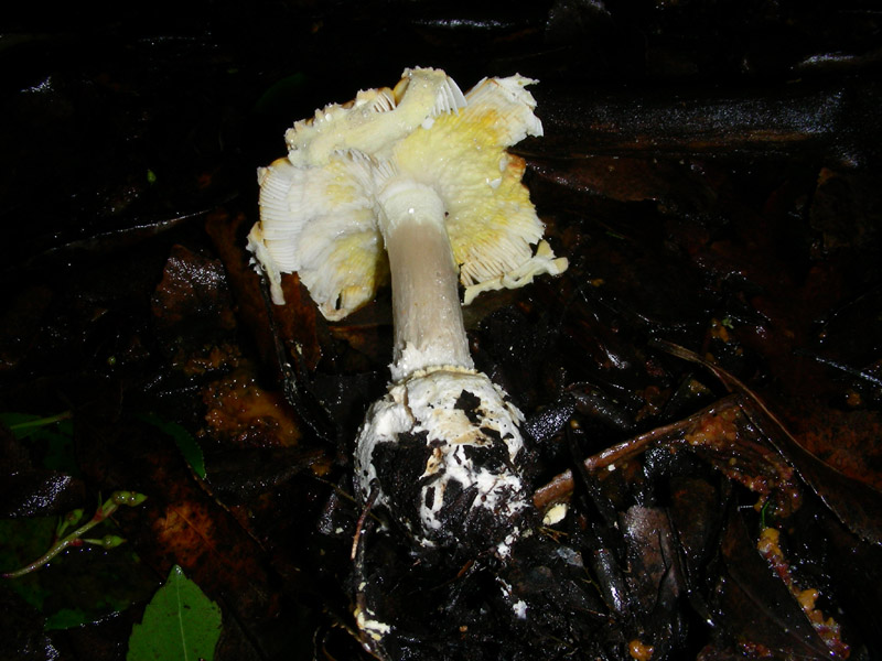 Amanita muscaria 16.12.08.