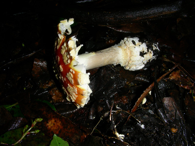 Amanita muscaria 16.12.08.