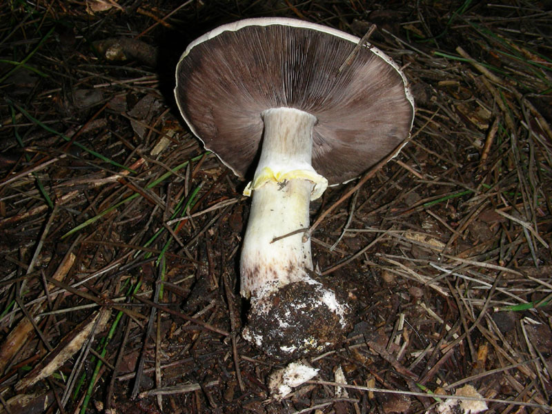 Agaricus fotog.il 22.01.2010 litorale marino