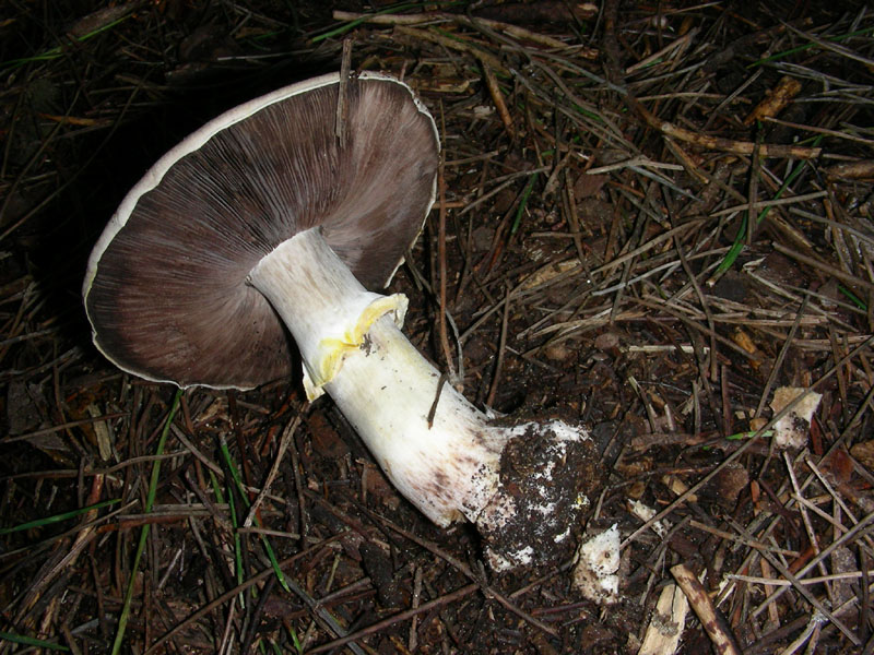 Agaricus fotog.il 22.01.2010 litorale marino