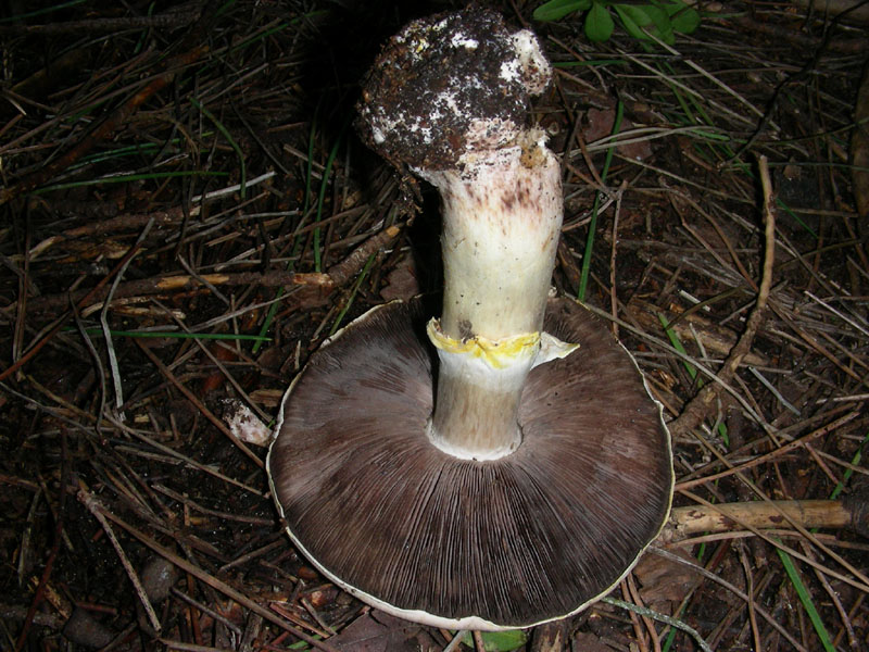Agaricus fotog.il 22.01.2010 litorale marino